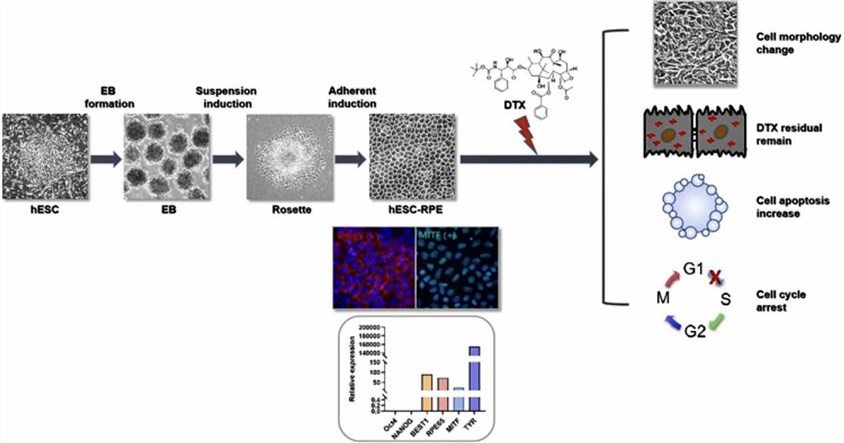 Toxicity evaluation of DTX by hRPE cells. (Li, 2022)